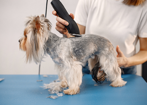 mobile-pet-grooming
