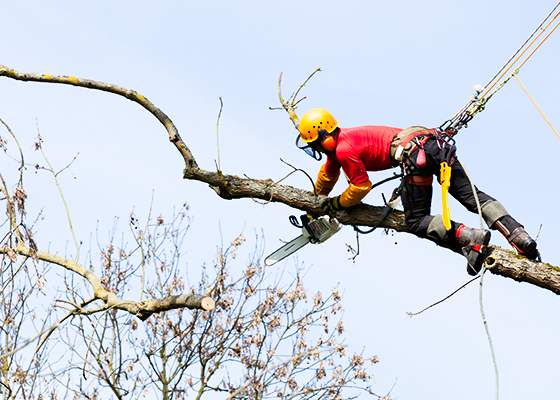 tree-trimming